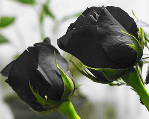 Ngắm nhìn hoa hồng đen đang nở rộ, tươi tắn và hấp dẫn thật là tuyệt vời. Mỗi bông hoa đều mang một cảm hứng và một vẻ đẹp riêng. Hãy thưởng thức những hình ảnh này và cảm nhận sự độc đáo và tuyệt vời của hoa hồng đen.