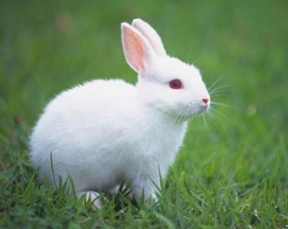 Clip con thỏ được đưa ra khỏi lồng thép và bị giết hại dã mang