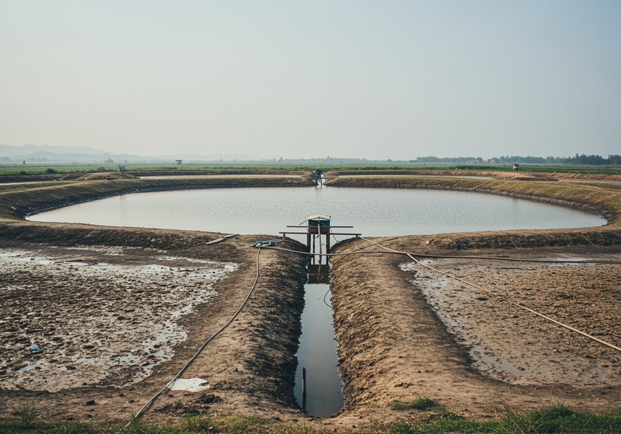 cải tạo ao nuôi tôm thẻ chân trắng